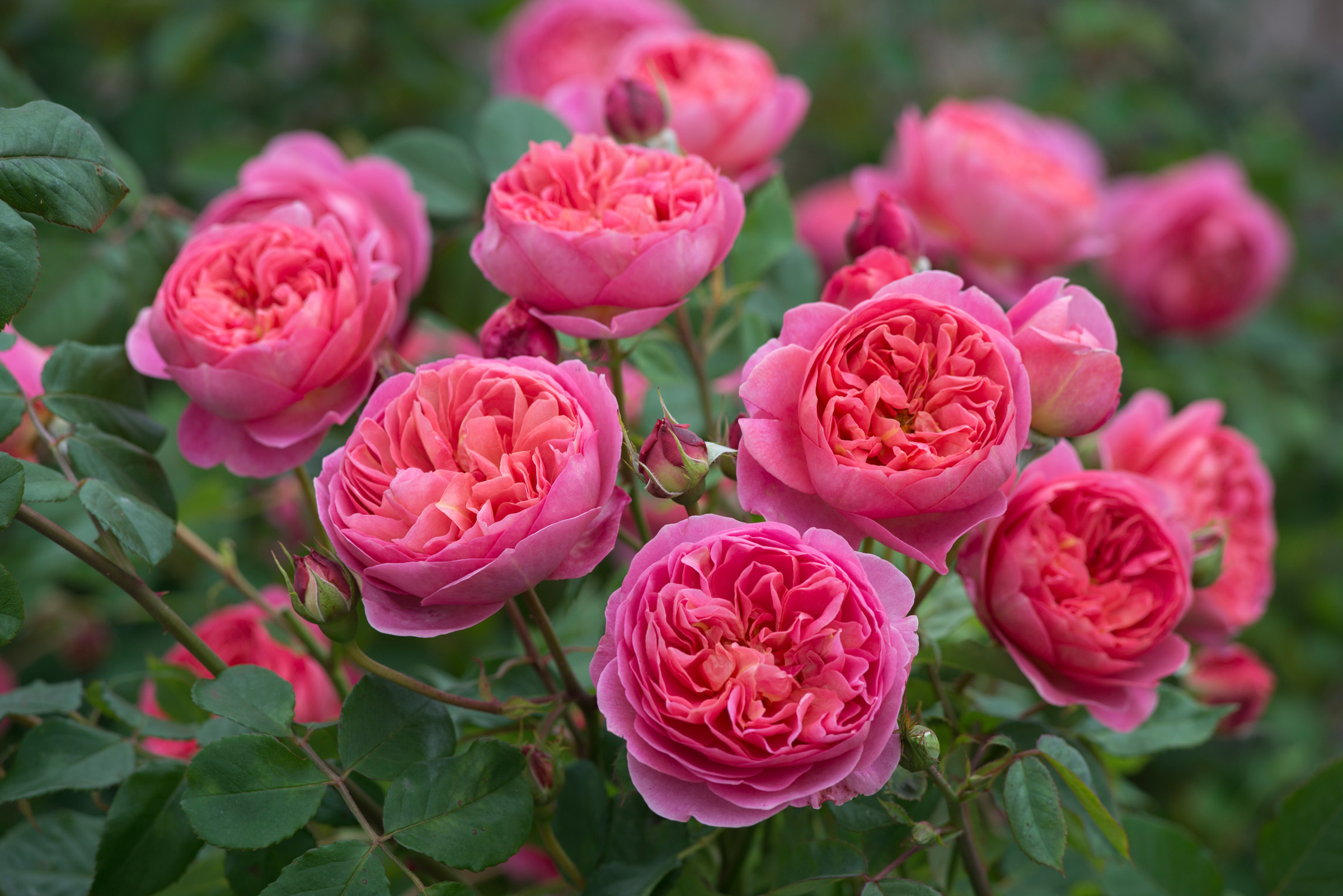 Hình ảnh, ý nghĩa hoa hồng - Nữ hoàng của các loài hoa