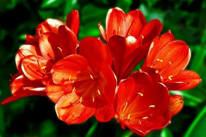 hình ảnh hoa lan quân tử đẹp