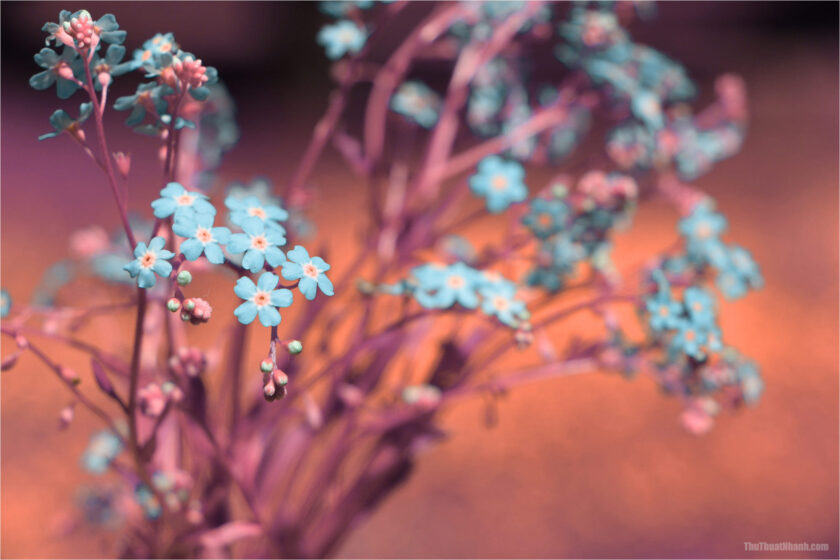 hình ảnh hoa Lưu Ly đẹp nhất