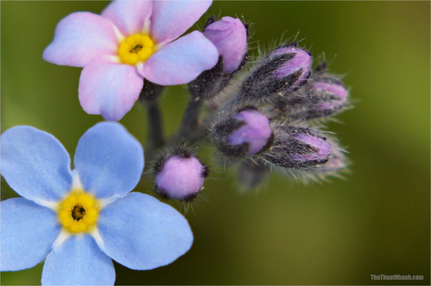hình ảnh hoa Lưu Ly tuyệt đẹp làm hình nền