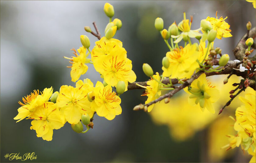 hình ảnh hoa mai tuyệt đẹp