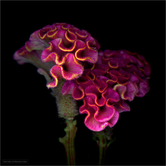 hình ảnh hoa mào gà đa sắc đẹp tuyệt vời