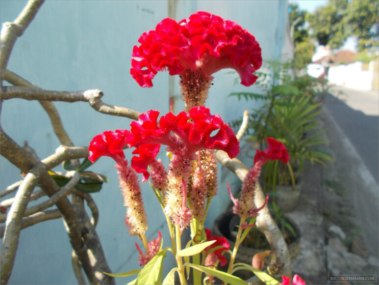 hình ảnh hoa mào gà đỏ bên tường
