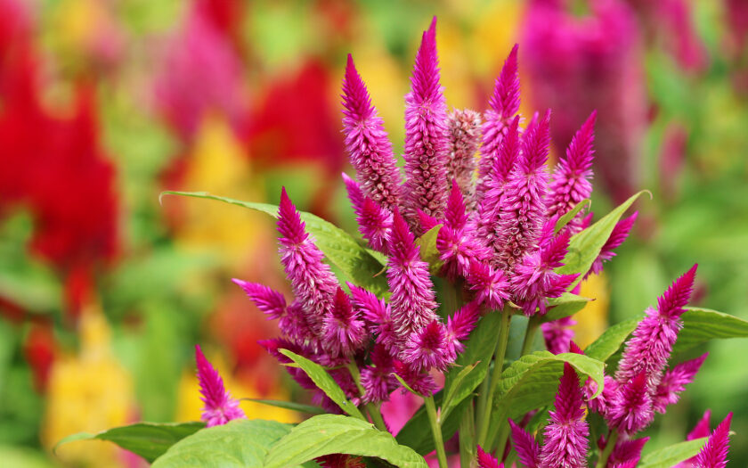 Hình ảnh hoa mào gà hồng