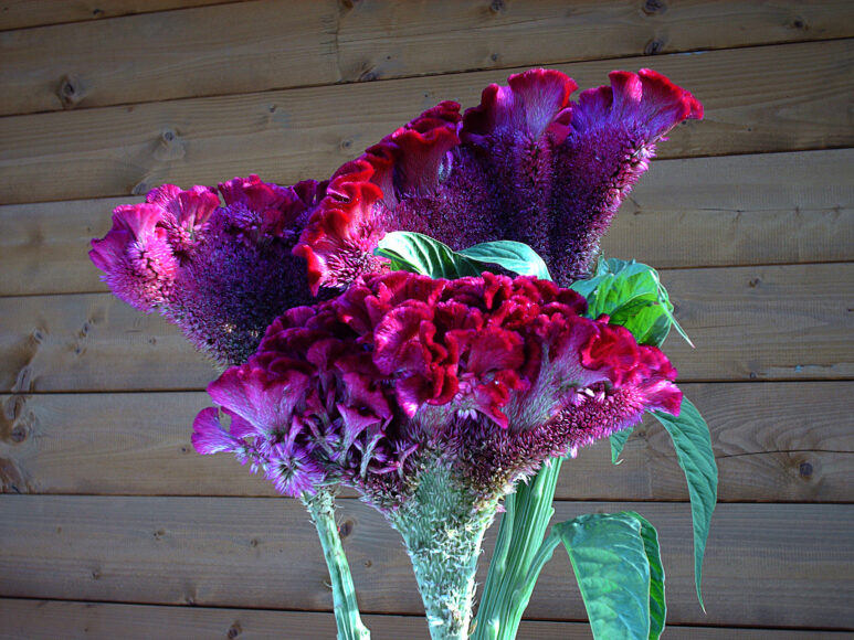 hình ảnh hoa mào gà tím xanh độc đáo