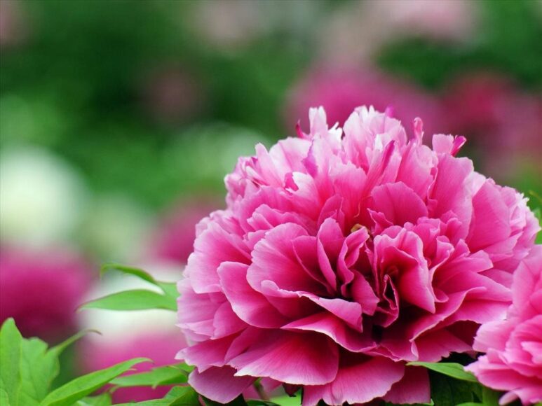 Hình ảnh hoa mẫu đơn hồng đẹp