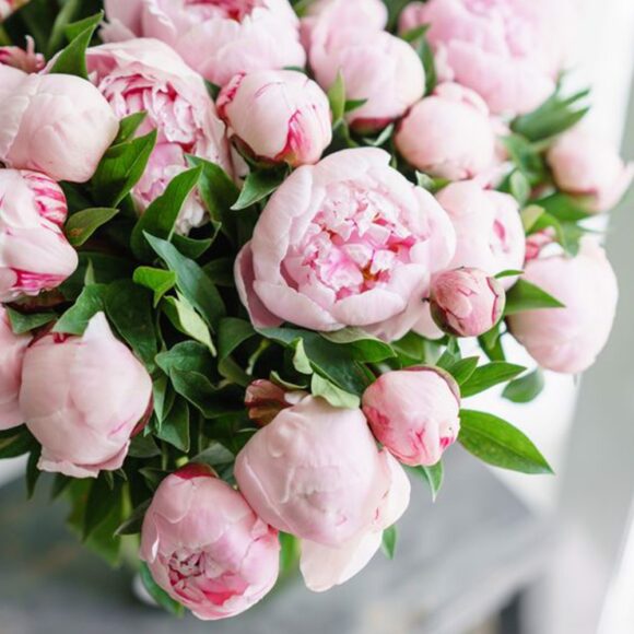 Hình ảnh hoa mẫu đơn hồng nhạt