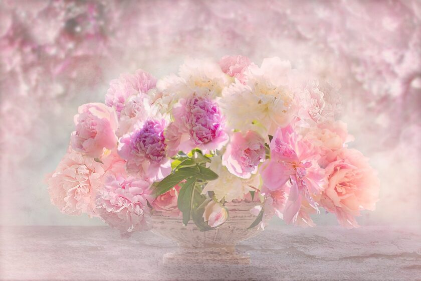 Hình ảnh hoa mẫu đơn mộng mơ