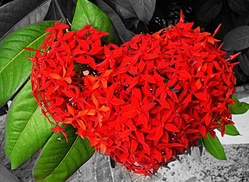 Hình ảnh hoa mẫu đơn Mỹ