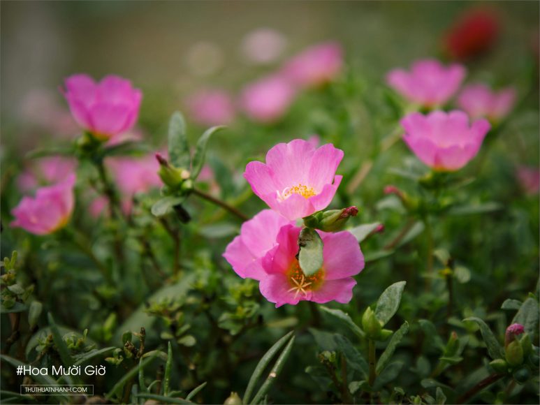 Hình ảnh hoa mười giờ đẹp nhất