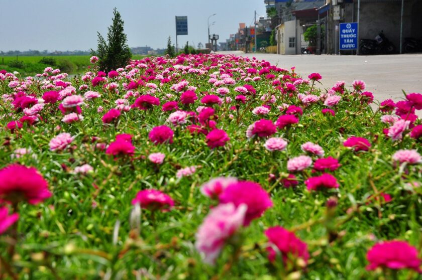 Hình ảnh hoa mười giờ ven đường