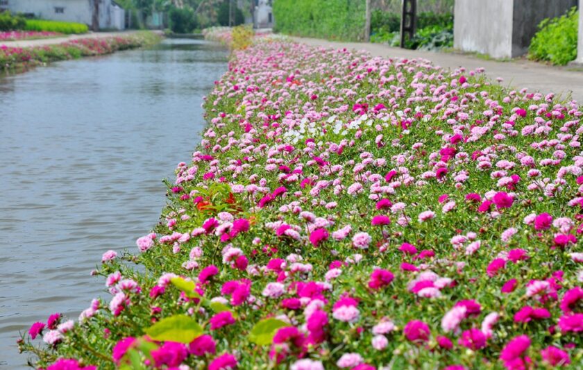 Hình ảnh hoa mười giờ ven sông