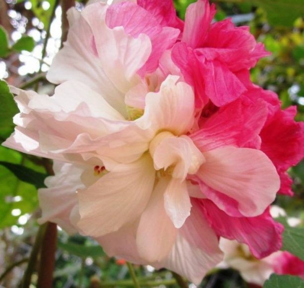 Hình ảnh hoa phù dung 2 màu