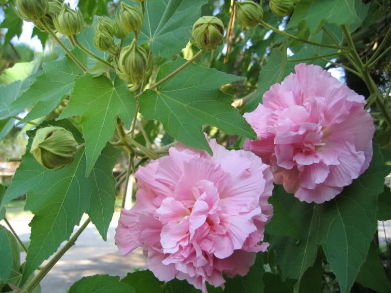 Hình ảnh hoa phù dung