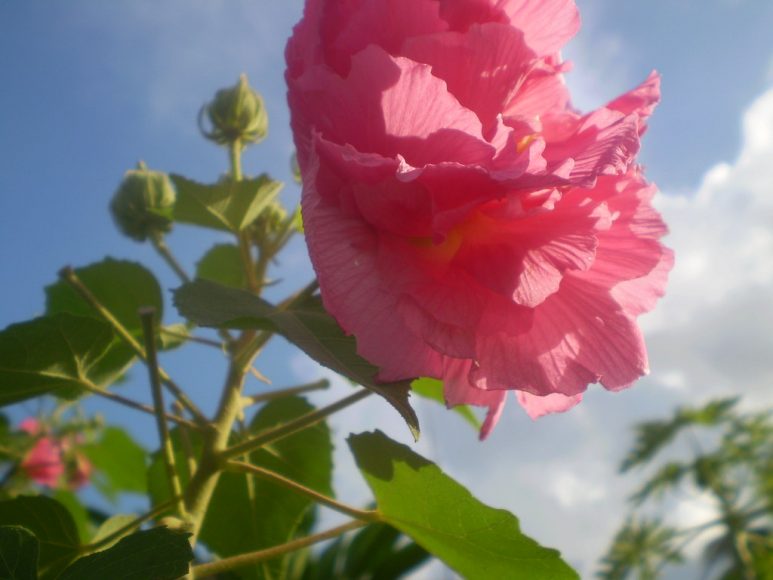 Hình ảnh hoa phù dung đẹp