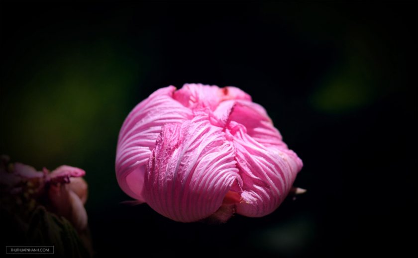 hình ảnh hoa phù dung khép cánh