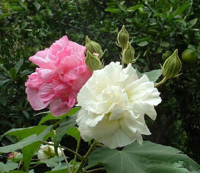 Hình ảnh hoa phù dung mỏng manh