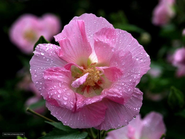 hình ảnh hoa phù dung và những giọt sương