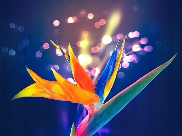 Hình ảnh hoa thiên điểu đẹp