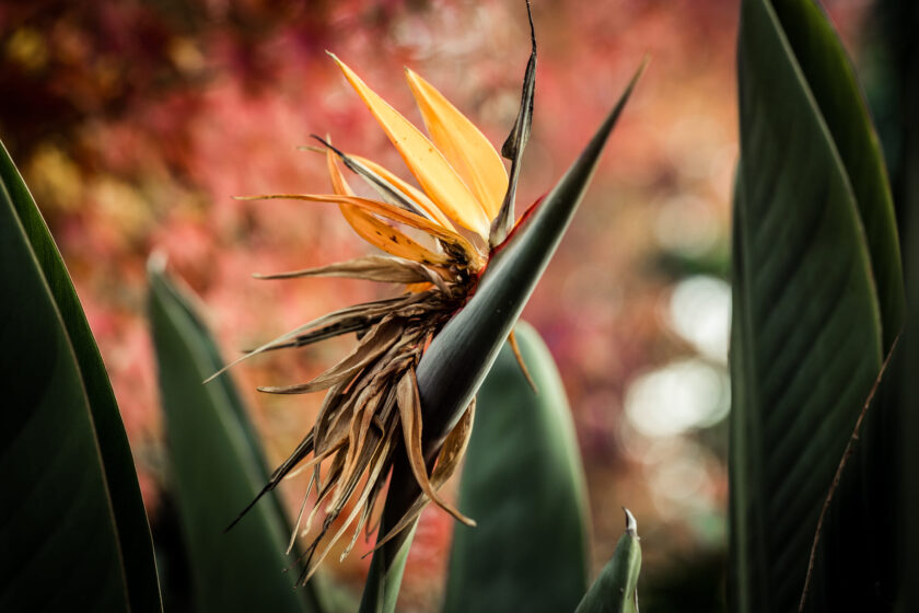 hình ảnh hoa thiên điểu sắp tàn