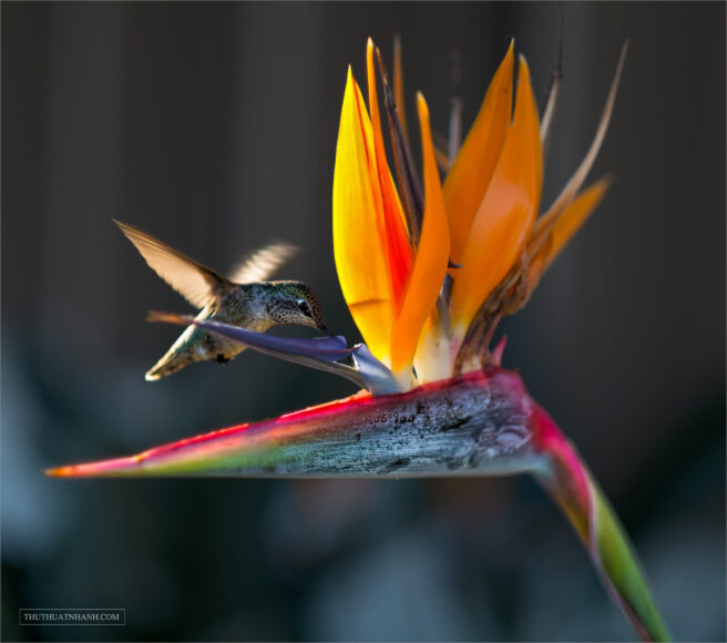 hình ảnh hoa thiên điểu và chim ruồi