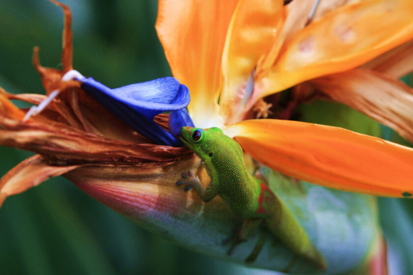 hình ảnh hoa thiên điểu và tắc kè