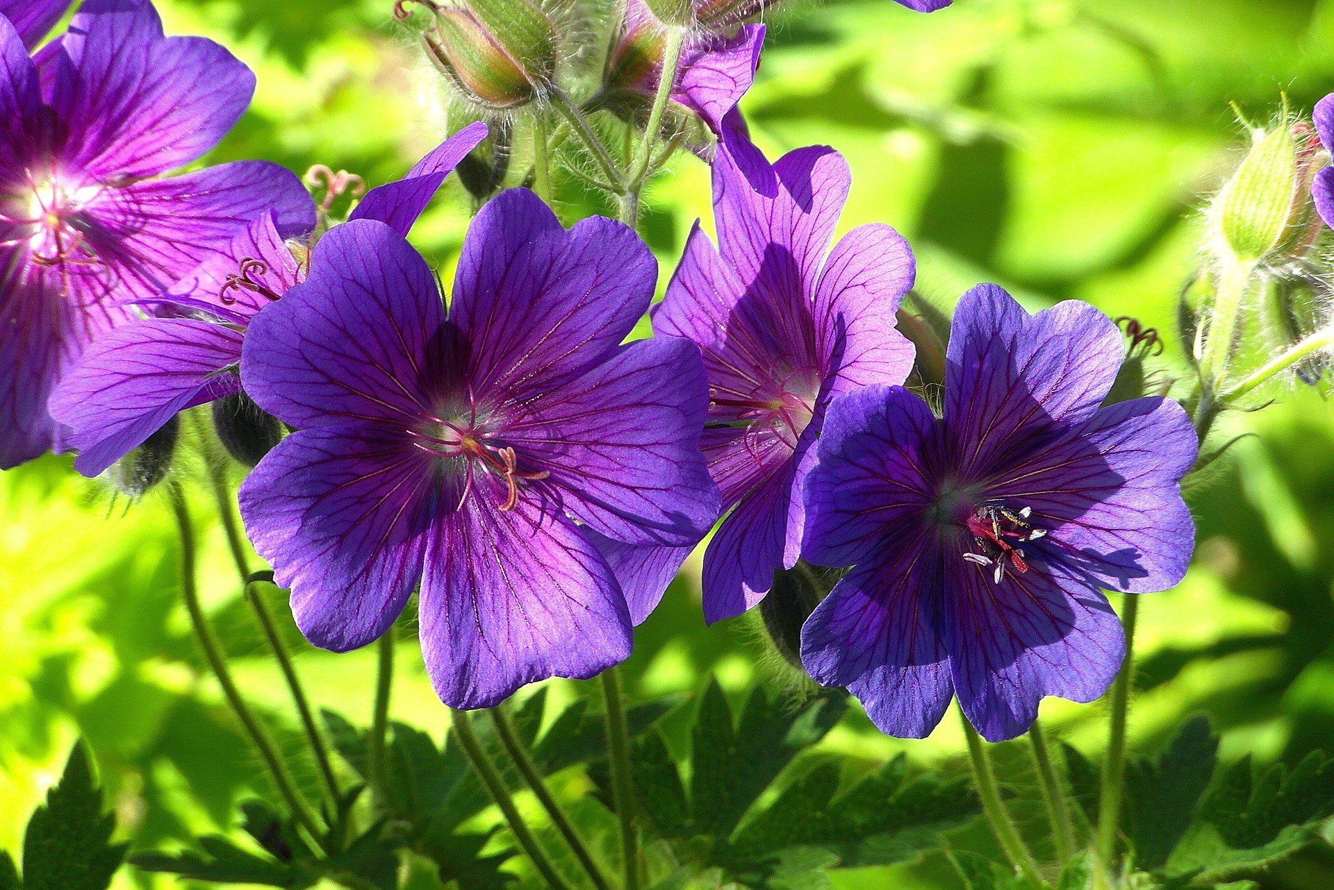 Ý nghĩa của hoa Violet mang lại sự tinh tế và giàu ý nghĩa, đặc biệt là trong việc tôn vinh tình yêu và thể hiện lòng thành kính. Hãy xem hình ảnh hoa Violet để thấy được rằng đúng như vậy, nó có thể mang lại những cảm xúc đầy ý nghĩa cho chúng ta!