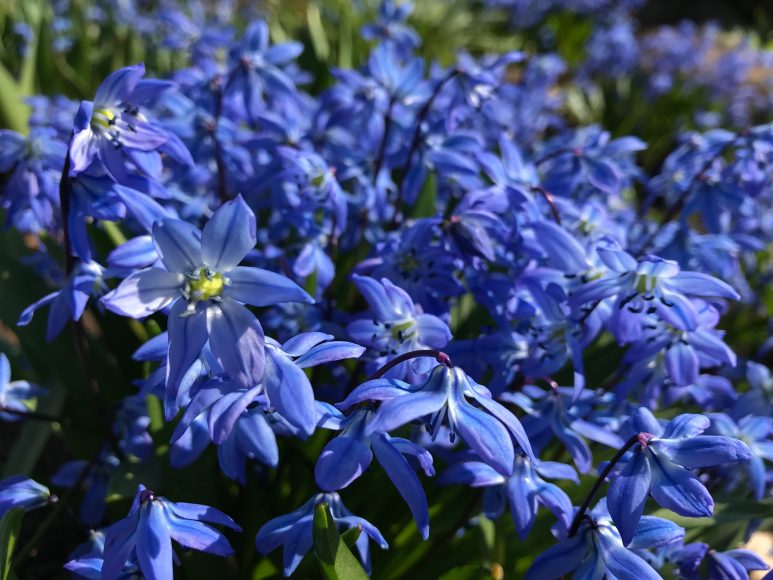 hình ảnh hoa Violet xanh