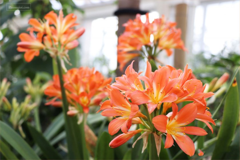 Hình ảnh lan quân tử đẹp