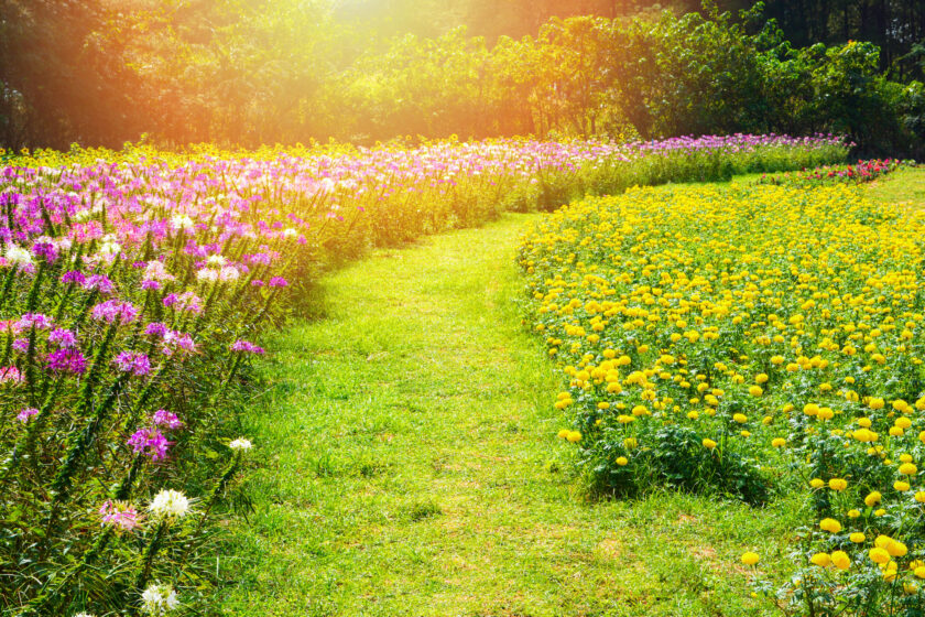 Yellow marigold and spider flower blossom in the colorful flower