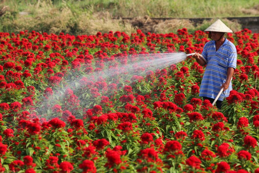 Hình ảnh mùa hoa mào gà