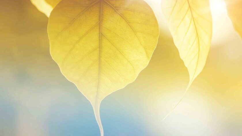 hình ảnh mùa thu về chiếc lá