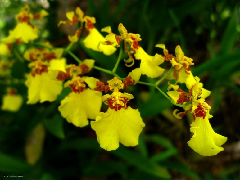 hình ảnh nhánh hoa lan vũ nữ màu vàng tuyệt đẹp