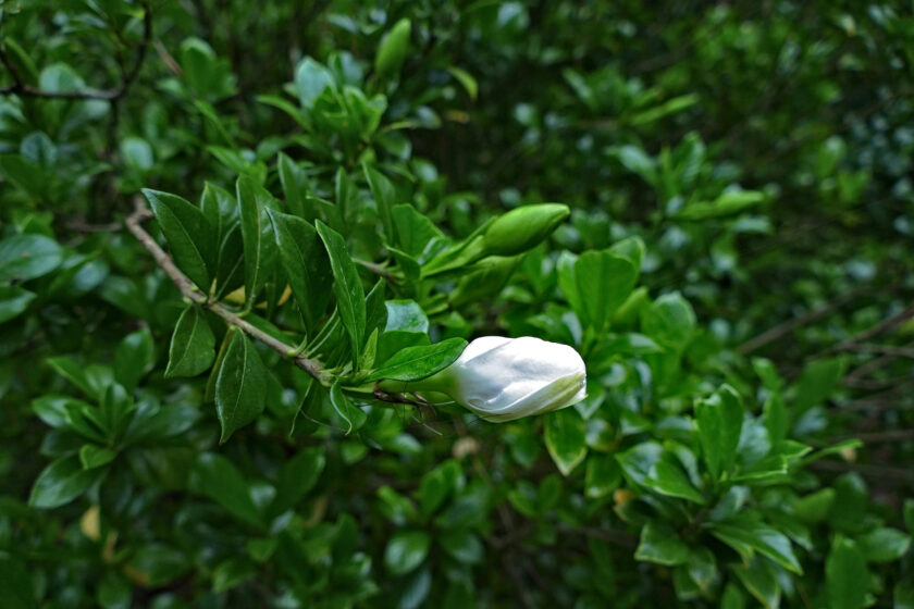 hình ảnh nụ hoa dành dành sắp nở