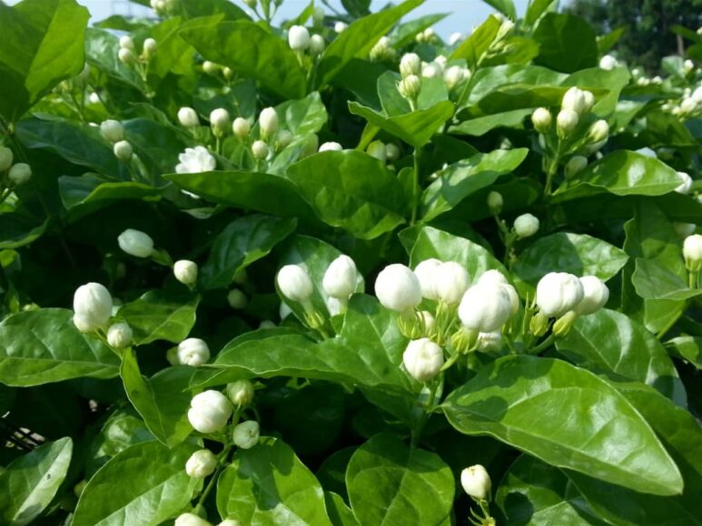 Hình ảnh nụ hoa nhài