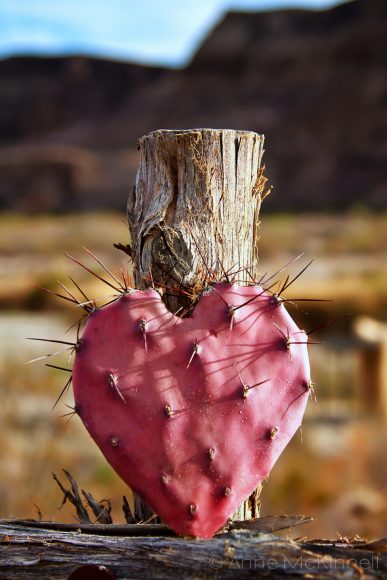 hình ảnh trái tim buồn đau thương đã biến thành xương rồng