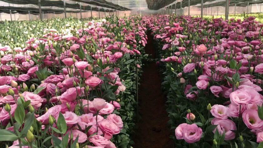 Hình ảnh vườn hoa cát tường