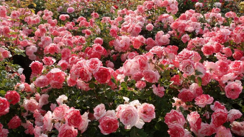 Hình ảnh vườn hoa hồng