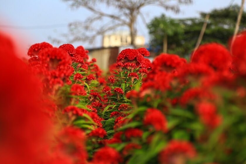 Hình ảnh vườn hoa mào gà