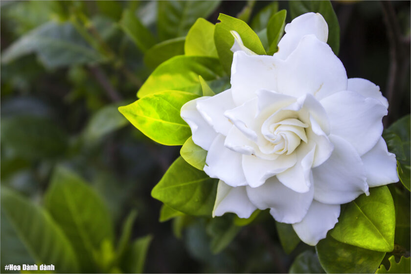 hình ảnh ý nghĩa hoa dành dành