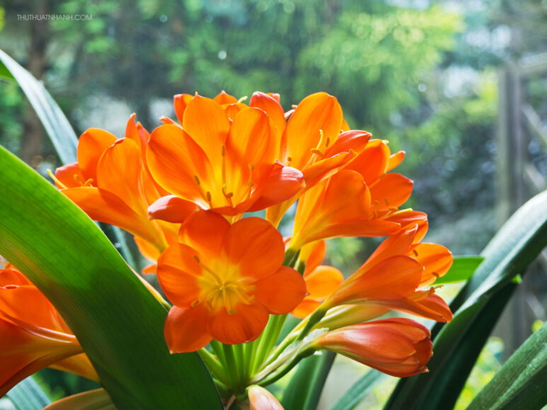 hình ảnh ý nghĩa hoa lan quân tử