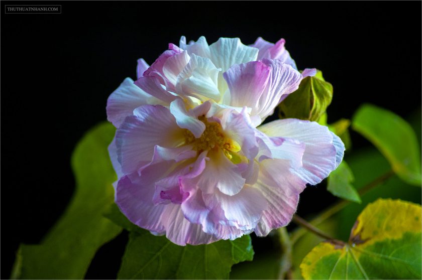 hình ảnh ý nghĩa hoa phù dung