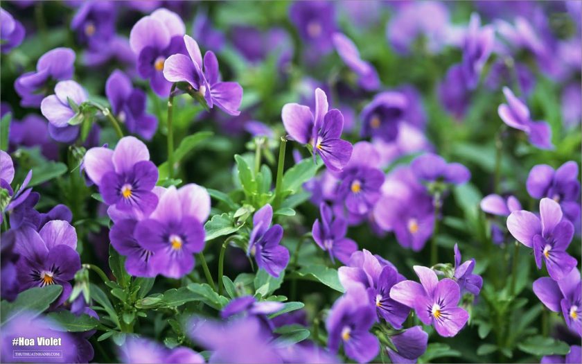 hinh anh y nghia hoa violet
