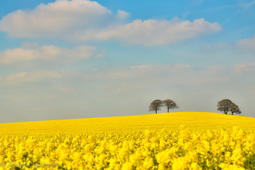 hình nền biển hoa màu vàng