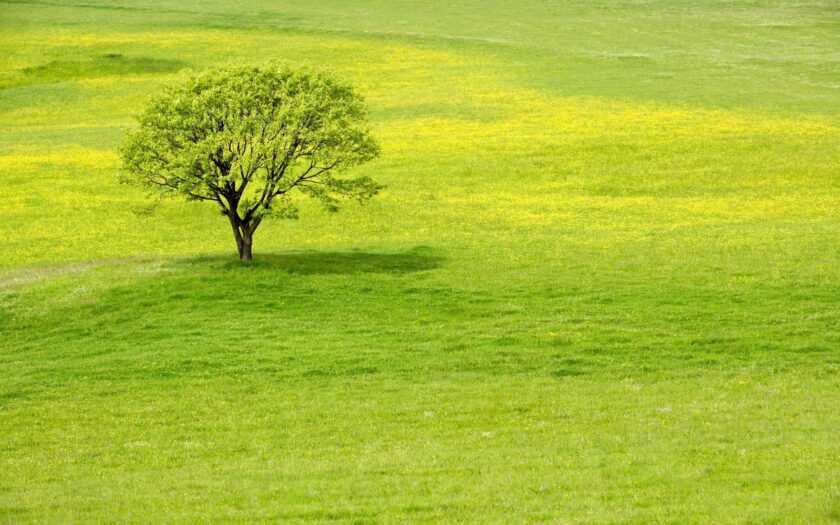 Tree in a spring blossom meadow