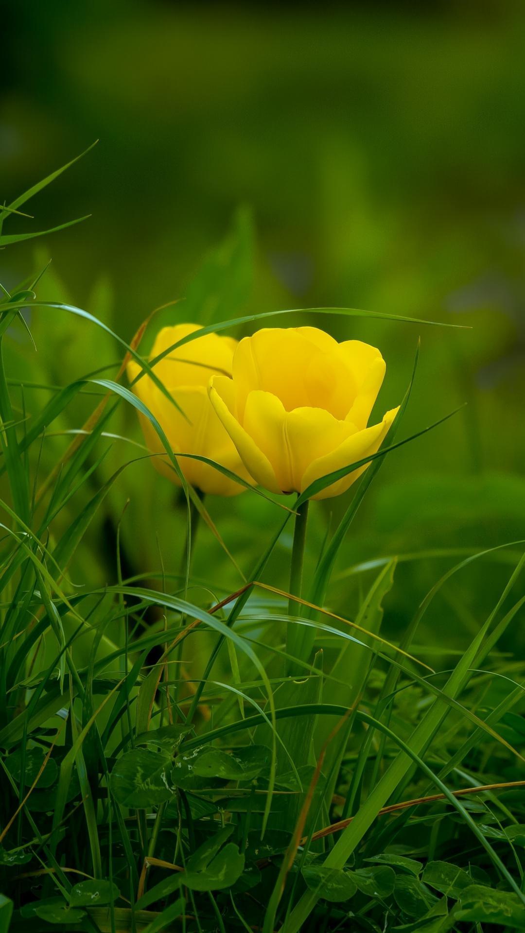 Cập nhật 108 hình nền cỏ cây hoa lá tuyệt vời nhất  Tin học Đông Hòa