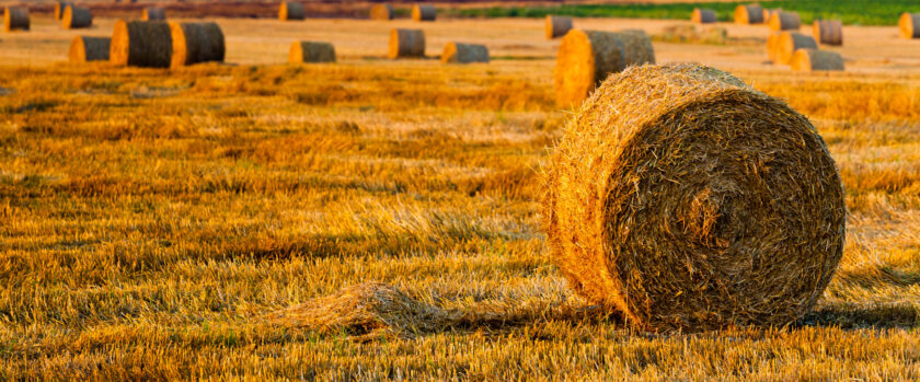 hình nền cuộn rơm vàng trong nắng chiều