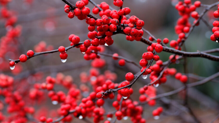 hình nền đỏ về quả đẹp