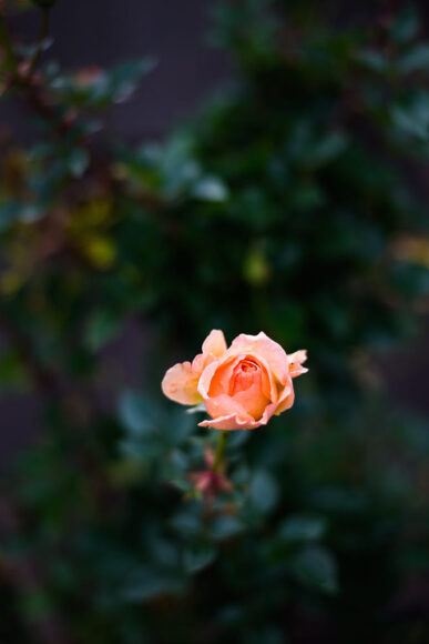 hình nền đóa hoa hồng cam cho điện thoại
