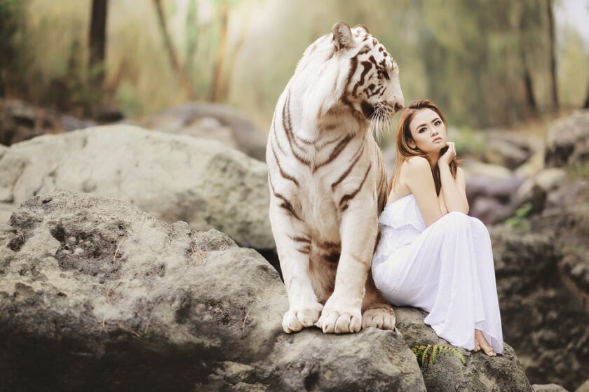 hình nền gái xinh hd bên cạnh con hổ